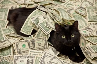 moneycat