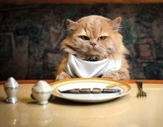 restaurantcat