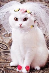 weddingcat