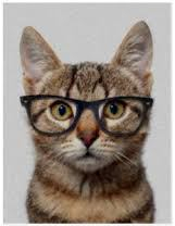 geekcat