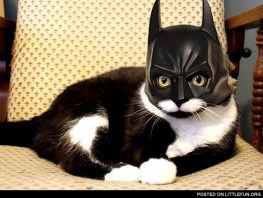 batcat