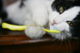 dentistcat