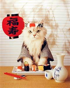 haikucat