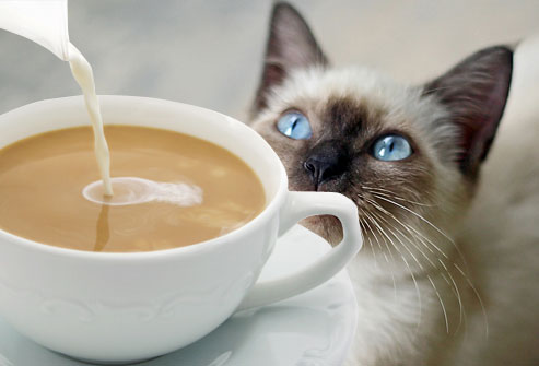coffeecat
