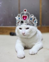 queencat